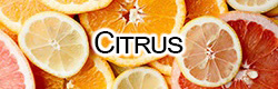 Citrus / Tropical