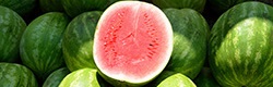 Melon Varieties