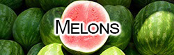 Melon Varieties