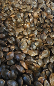 Apricot Stone
